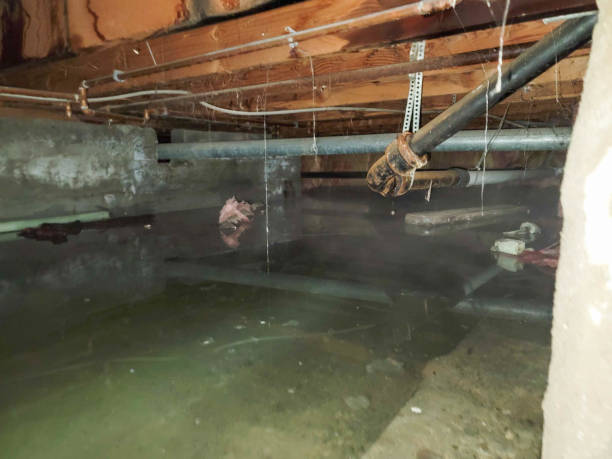 Best Flooded house restoration  in South Haven, MI
