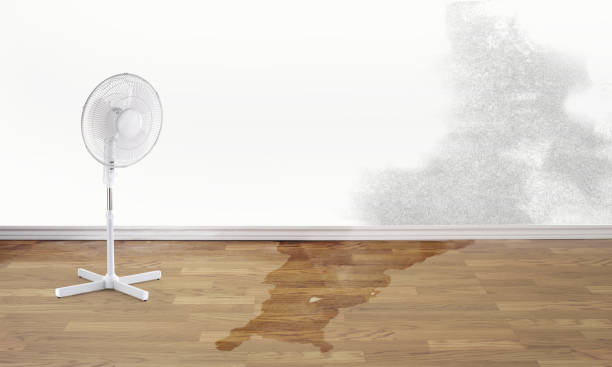 Best 24/7 water damage repair  in South Haven, MI